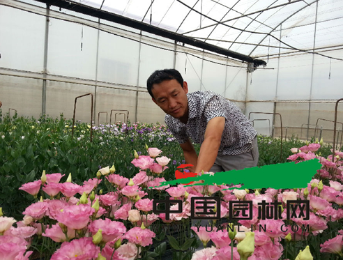 王庆在大棚中观察洋桔梗长势